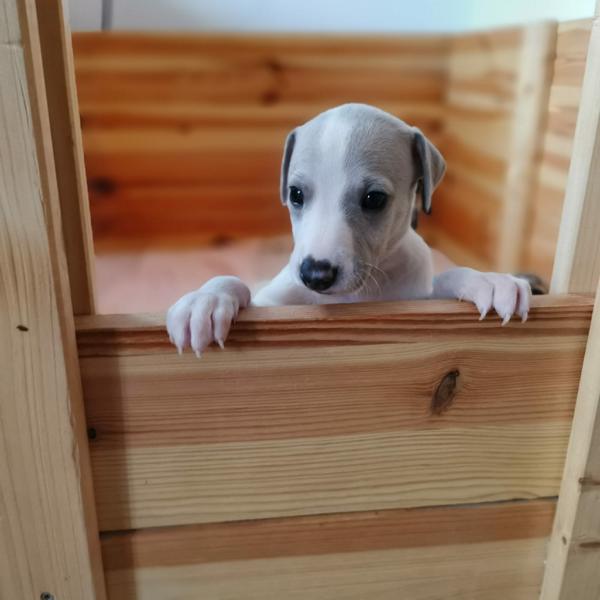 whippet welpen/ puppies F Wurf 1 Tag alt von der Weidenvilla